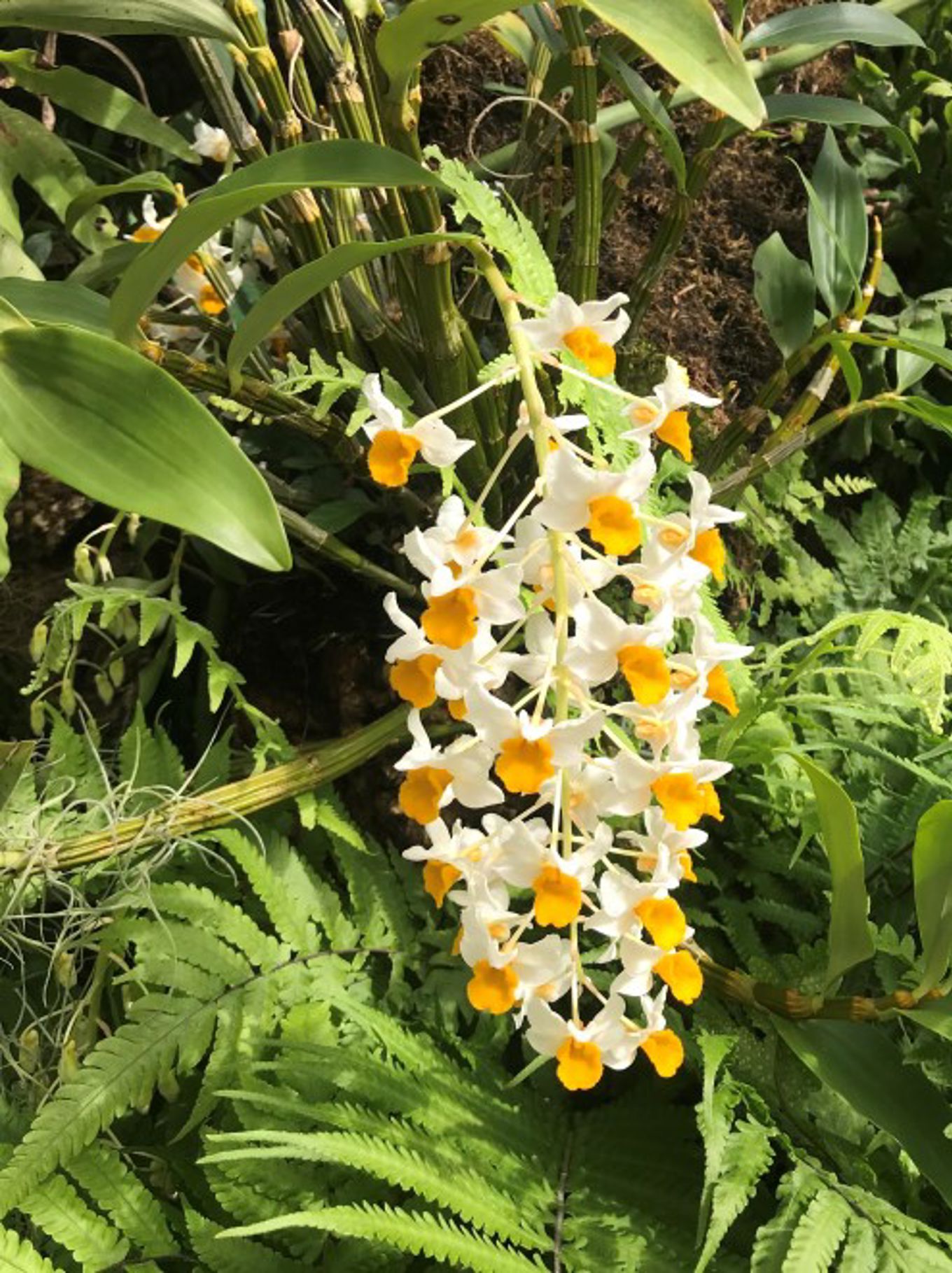 Blomst Botanisk hage