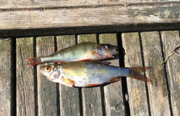 Fiske fra Skraperudtjernet
